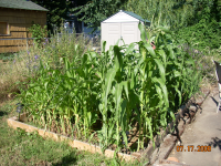 garden-box-corn